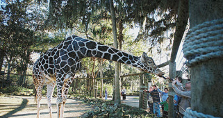 This is an image witha a giraffe.